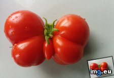 Tags: butterfly, garden, grew, shaped, tomato (Pict. in My r/MILDLYINTERESTING favs)