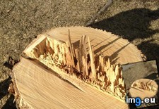 Tags: carved, city, skyline, stump, tree (Pict. in My r/MILDLYINTERESTING favs)