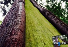 Tags: core, green, tree (Pict. in My r/MILDLYINTERESTING favs)