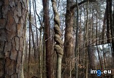 Tags: saw, tree, twisted, walk (Pict. in My r/MILDLYINTERESTING favs)
