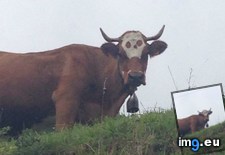 Tags: auvergne, cow, face, france, skull (Pict. in My r/MILDLYINTERESTING favs)