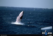 Tags: breaching, minke, whale (Pict. in National Geographic Photo Of The Day 2001-2009)