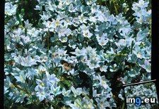 Tags: california, desert, glass, mojave, specularia, venus, wildflower (Pict. in Branson DeCou Stock Images)