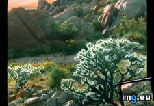 Tags: bigelow, cactus, california, cholla, desert, jumping, landscape, mojave, palms, twentynine (Pict. in Branson DeCou Stock Images)