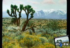 Tags: brevifolia, california, desert, distance, joshua, landscape, mojave, mountains, snowy, trees, yucca (Pict. in Branson DeCou Stock Images)