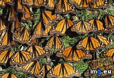 Tags: butterflies, mexico, michoacan, monarch, ocampo, state (Pict. in Beautiful photos and wallpapers)