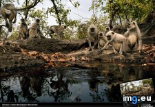 Tags: india, monkeys, waterhole (Pict. in National Geographic Photo Of The Day 2001-2009)