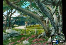 Tags: california, carmel, county, drive, grove, large, mile, monterey, pacific, route, scenic, tree (Pict. in Branson DeCou Stock Images)