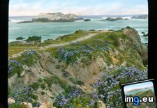 Tags: blooming, california, coast, county, drive, flowers, mile, monterey, spring (Pict. in Branson DeCou Stock Images)
