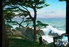 Tags: breaking, california, county, cypress, drive, mile, monterey, rocky, shore, trees, waves (Pict. in Branson DeCou Stock Images)