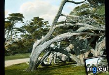 Tags: california, county, cypress, drive, mile, monterey, trees (Pict. in Branson DeCou Stock Images)