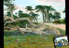 Tags: california, county, cypress, drive, fallen, mile, monterey, trees (Pict. in Branson DeCou Stock Images)