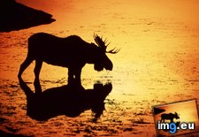 Tags: moose, river, silhouetted, snake, wyoming (Pict. in Beautiful photos and wallpapers)