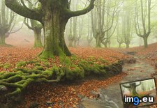 Tags: covered, moss, roots, spain, tree (Pict. in Beautiful photos and wallpapers)