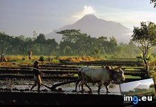 Tags: merapi, mount, steam (Pict. in National Geographic Photo Of The Day 2001-2009)