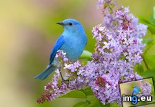 Tags: bluebird, lilac, mountain (Pict. in Beautiful photos and wallpapers)