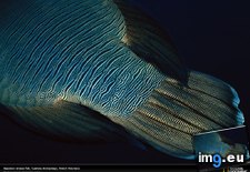 Tags: fish, napoleon, tail, wrass (Pict. in National Geographic Photo Of The Day 2001-2009)