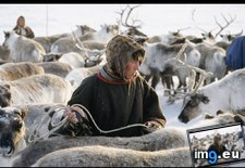 Tags: herder, nenets (Pict. in National Geographic Photo Of The Day 2001-2009)