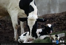 Tags: calf, canada, newborn (Pict. in National Geographic Photo Of The Day 2001-2009)
