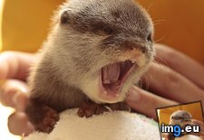Tags: newborn, otter, yawning (Pict. in Rehost)
