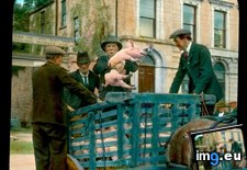 Tags: bringing, market, men, newcastle, pigs, scene, street, west (Pict. in Branson DeCou Stock Images)
