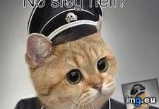 Tags: cat, cookies, face, heil, meme, sez, sieg (Pict. in Memes, rage faces and funny images)