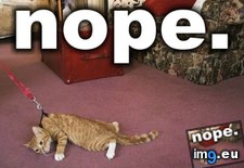 Tags: cat, funny, nope, stubborn, won (Pict. in Rehost)