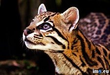 Tags: italy, ocelot, park, torbiera (Pict. in Beautiful photos and wallpapers)