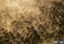 Tags: buffalo, cape, okavango (Pict. in National Geographic Photo Of The Day 2001-2009)