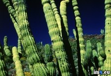 Tags: cactus, organ, pipe (Pict. in National Geographic Photo Of The Day 2001-2009)