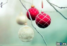 Tags: ornaments (Pict. in 1920x1200 wallpapers HD)