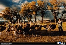 Tags: farm, ostrich, utah (Pict. in National Geographic Photo Of The Day 2001-2009)