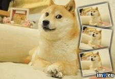 Tags: overdoge (GIF in Rehost)