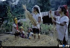 Tags: padaung, women (Pict. in National Geographic Photo Of The Day 2001-2009)