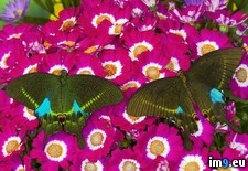 Tags: butterflies, peacock, swallowtail (Pict. in Beautiful photos and wallpapers)