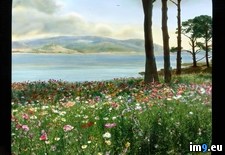 Tags: bay, beach, california, carmel, field, flint, flowers, gardens, pebble (Pict. in Branson DeCou Stock Images)