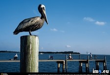 Tags: pelican, perch (Pict. in National Geographic Photo Of The Day 2001-2009)