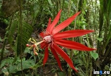 Tags: braulio, carrillo, costa, flower, national, park, passion, perfumed, rica (Pict. in Beautiful photos and wallpapers)