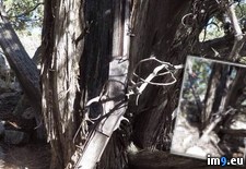 Tags: leaning, long, nevada, old, rifle, tree, unknown, winchester, year (Pict. in My r/PICS favs)