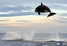 Tags: jumping, orca, out, ton, water (Pict. in My r/PICS favs)