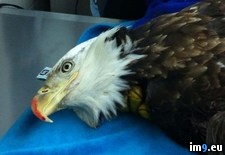 Tags: animal, bald, eagle, hospital (Pict. in My r/PICS favs)