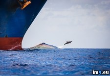 Tags: bow, container, dolphin, jumps, ship, wake (Pict. in My r/PICS favs)