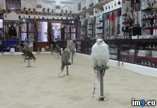 Tags: doha, falcon, friend, qatar, shop, visited (Pict. in My r/PICS favs)