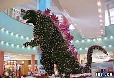 Tags: christmas, giant, godzilla, tree (Pict. in My r/PICS favs)