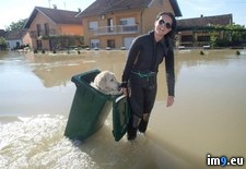 Tags: floods, girl, golden, retriever, saving, trash (Pict. in My r/PICS favs)