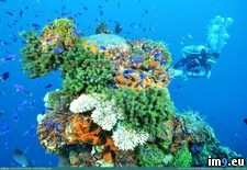Tags: coral, healthy, micronesia, reef (Pict. in My r/PICS favs)
