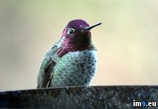 Tags: angle, changed, head, hood, hummingbird, iridescent, morning, off, showing, was (Pict. in My r/PICS favs)