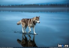 Tags: covered, frozen, heavy, husky, image, lake, northern, russia, walks, water (Pict. in My r/PICS favs)