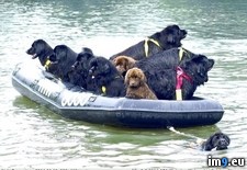 Tags: dogs, full, newfoundland, pulled, raft, single (Pict. in My r/PICS favs)