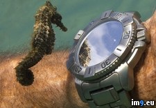 Tags: admiring, divers, reflection, seahorse, watch (Pict. in My r/PICS favs)